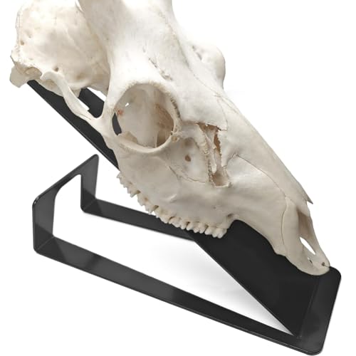 Percha para cráneo de ciervo decorativa exposición sobre mesa y estantes 5