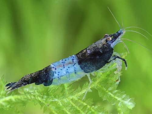 ShrimpRackTM 10 Neocaridina Freshwater Aquarium Shrimps 1/4 to 1/2 inch Long. Pick Your Colors (Blue Rili)
