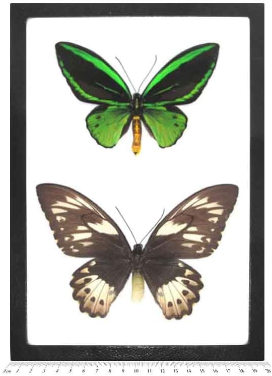 BicBugs O. priamus Poseidon Pair Male Female Real Framed Butterflies 12IN X 8IN Frame!