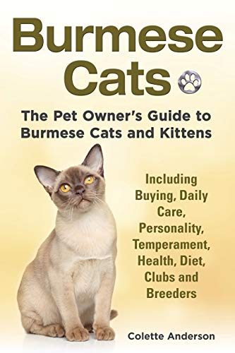 Burmese Cats Guide: Care, Health, Diet, Breeders