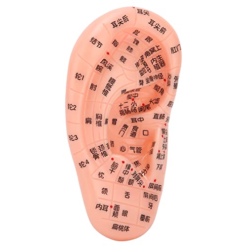 Modelo de acupuntura de oreja para masaje y aprendizaje de zonas reflejas 2