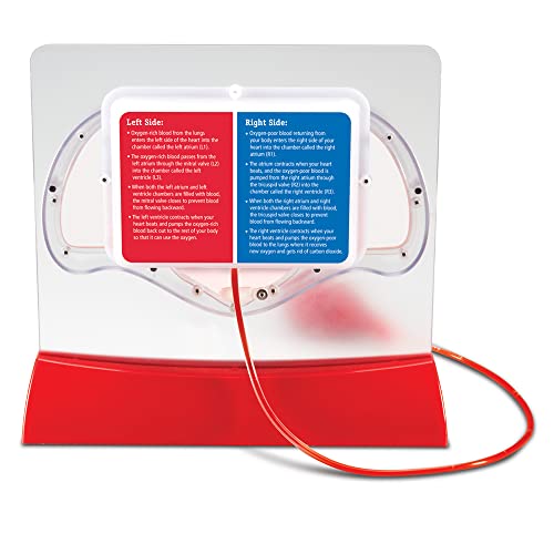 Image of Learning Resources Pumping Heart Model - Science Classroom Must Haves, STEM Student Essentials, Practice Anatomy, Cardiology Artery and Veins Study Tools, Back to School Supplies for Teachers
