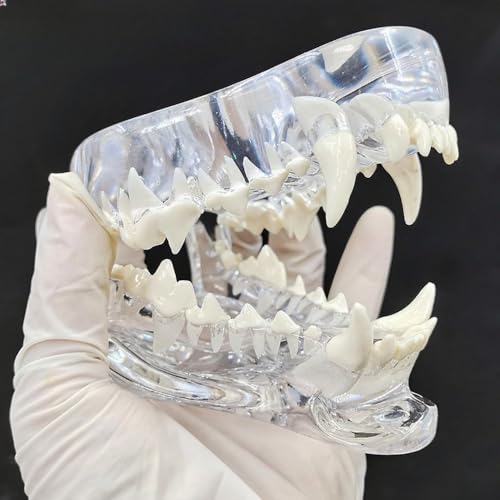 「NexPon」獣医解剖学ペット虫歯スケルトン透明チャンピオン犬モデル顎歯模型の頭蓋骨 (犬の歯)
