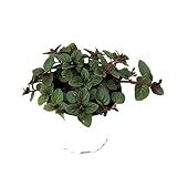 Menta Chocolate Planta de Exterior Utilizada como Condimento Culinario