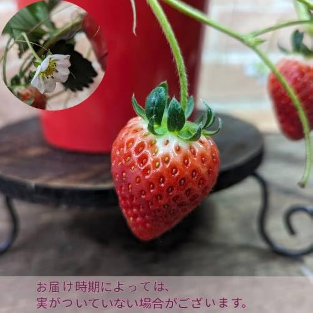 イチゴ15 hy11453.jpg