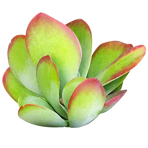 Kalanchoe Flapjacks Paddle Plant Thyrsiflora Succulent (4 inch)