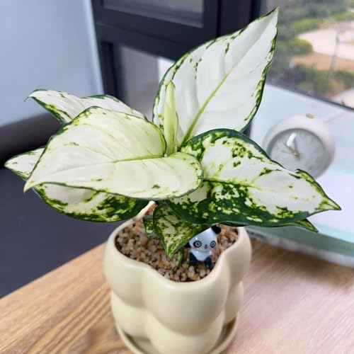 semillas de aglaonema - balcón resistentes balcones perennes 180pcs
