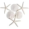 Nautical Crush Trading Real Finger Starfish & Sand Dollar Decor - 3 White Starfish 4-6" and 3 Sand Dollars 3-3.5" - Sea Stars - Beach Wedding Decor - Coastal Party Decorations - Shells for Crafts