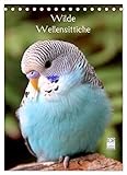 Wellensittiche als Haustiere 9 Goldenfellnase Wilde Wellensittiche (Tischkalender 2023 DIN A5 hoch) Monatskalender