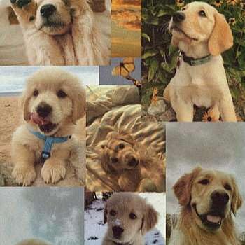 『S1E1 - S1 E1 The Competition Begins』のカバーアート