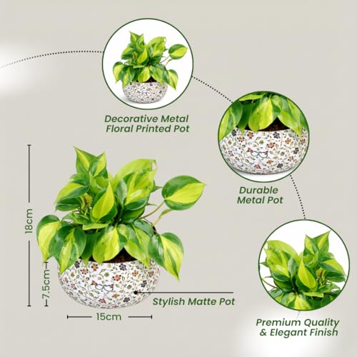 Image of Amulya Farms Indoor Plants for Home | Philodendron Brasil Live Plant in Premium Floral Print Metal Pot | Air Purifying Plants for home, Living Room and Office Decoration | Plants for Home