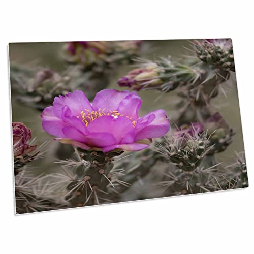 3dRose Colorado Cactus cholla en flor pad de escritorio