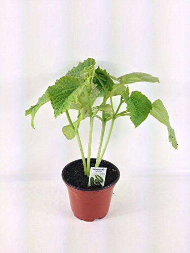 Preisvergleich Produktbild Gewürzgurken, Einlegegurken, Gemüse Gurken Pflanzen