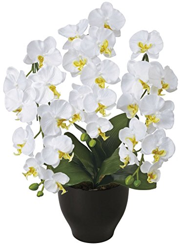 Amazon｜光触媒 造花 光の楽園 胡蝶蘭セリースW 20A100｜造花