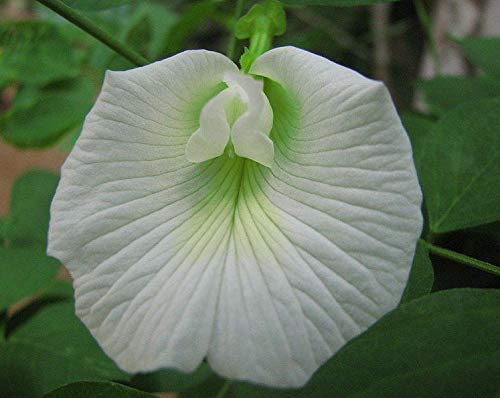 Pisello farfalla bianco () 10+ Semi, Molto Molto Raro: Semi