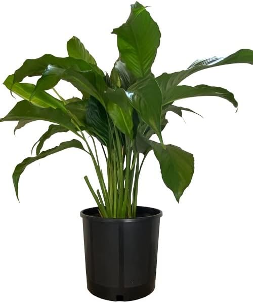 Black Nursery Pots, 3 Gal 5 PCS Pack, Plastic Garden Planters, Pots for Flower Seedlings, PP Injection Molded, Indoor Outdoor Plants Seedlings