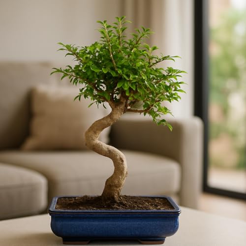 Image of Abana Homes 9-Year-Old Live Chinese Elm Bonsai Plant With Ceramic Pot | Easy To Maintain Unique Design Small Bonsai Tree for Indoor, Outdoor, Living Room, Office Desk, Balcony, Home Decor and Gifting