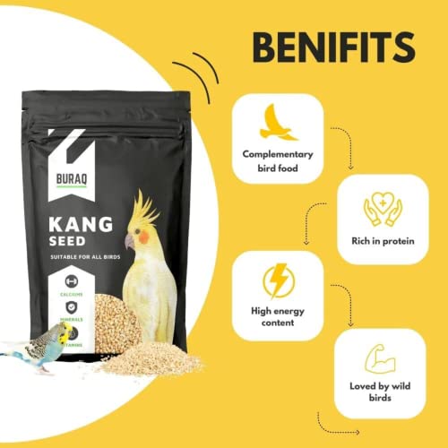 BuraQ-Birds-Heavens-Kit-Including-All-Neccasary-Items-with-2-Ft-Bird-Cage-Double-Gate-Foxtail-Kangni-3-Pcs-Bird-Toys-Calcium-Block-Birds-Litter-Spray-2-FT-Bird-CAGE-Black