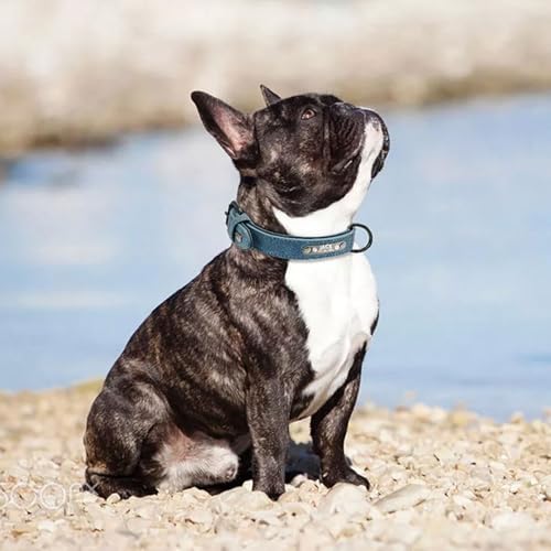 Hundehalsband, personalisierbar, mit Namen und Telefonnummer, verstellbares Welpenhalsband mit Sicherheitsschnalle für kleine, mittelgroße und große Hunde
