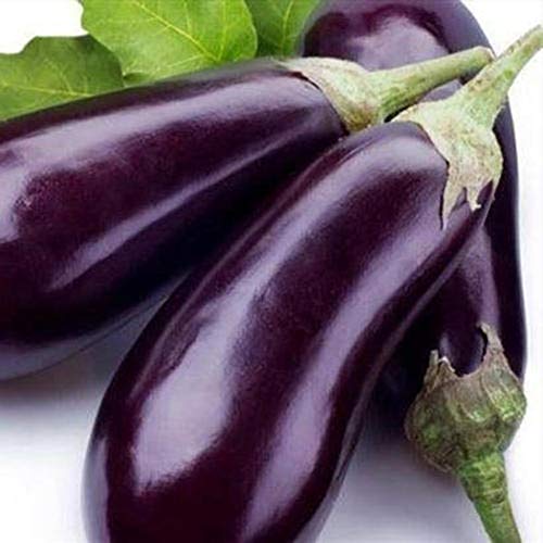 Bravet Vegetable Seeds - 200pcs Eggplant Seeds Organic Vegetable Rich In Vitamin Mixed Eggplant Seeds for Home Garden