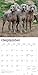 Weimaraners | 2026 12 x 24 Inch (Hanging) Monthly Square Wall Calendar | Plastic-Free | BrownTrout | Animals Dog Breeds