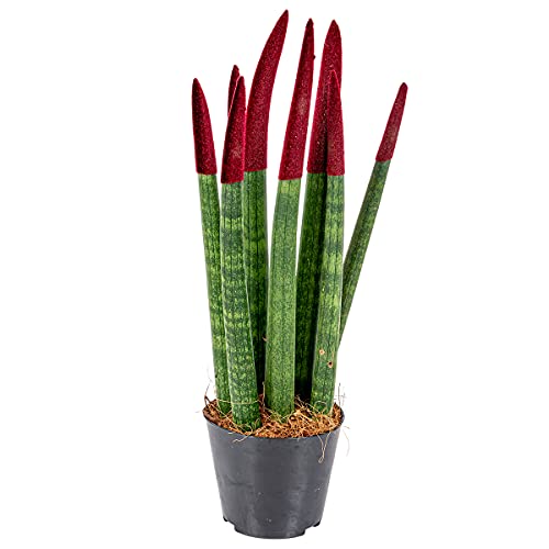 Bloomique - Sansevieria Velvet Touch - Lingua di Suocera - Pianta da Interno - Purifica l’Aria - Molto Facile da Curare - Altezza 20-30 cm - Vaso 9 cm