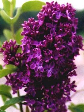 Monge Lilac, Starter Potted Plant, Dark Purple/Red Flowers, Great as
