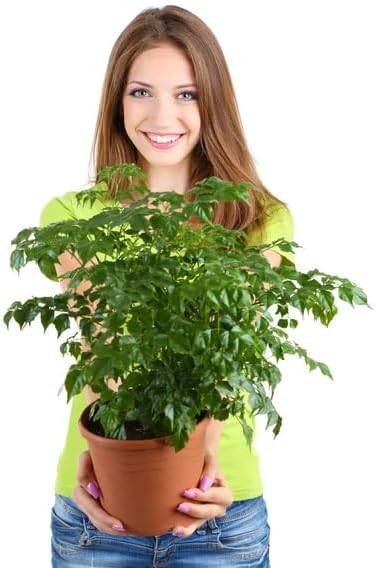 Miniatura 7 de Root Warrior. Evita suelos anegados. Juego de 5. Reutilizables. 8 pulgadas de alto. 8.5 pulgadas de ancho. 8.5 pulgadas de profundidad. Ideal para