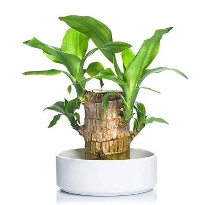 ACROWN Brazil Wood Potted Plant, Healthy Indoor Live Brazilian Wood