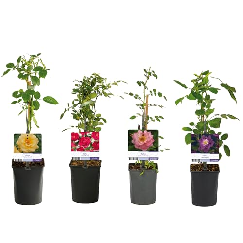GardenersDream 4X Gemischte Getopfte Rosenpflanzen – Royal Queen, Spring Queen, Salmon Queen und Veilchenblau – Pflegeleichte Gartensträucher für Beete und Kübel