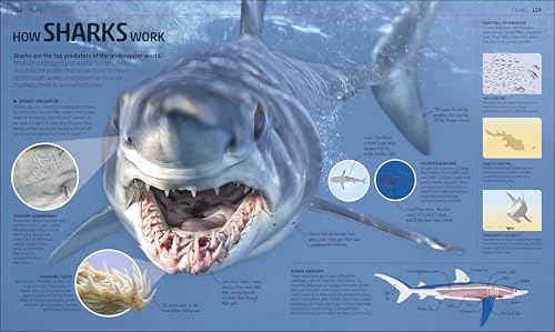 Explanatorium of Nature: Where the Wonders of the World are Revealed (DK Explanatorium) - Image 7