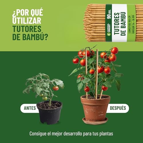 Tutores de bambu cañas estacas naturales de 180 cm para tomates y huertos 4