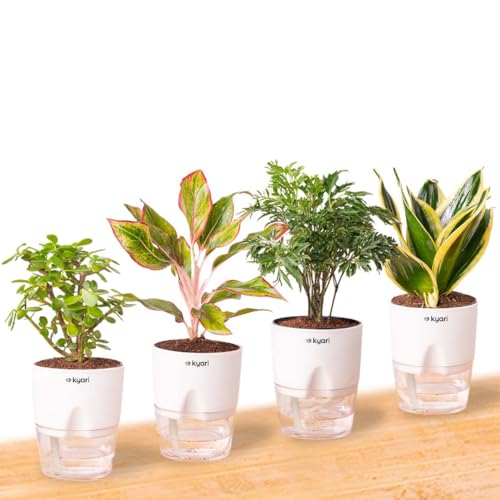 Kyari Combo of 4 Indoor Plants - Jade, Aglaonema Lipstick, Golden...