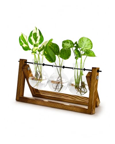 Bamworld Hydroponics Plant Propagation Station with Wooden Stand - 3 Glass Vases for Water Plant Growth and Home Decor