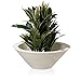 Produktbild Pflanzschale Blumenschale TAZA 29 Kunststoff, 80x80x29 cm, weiß matt