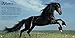 The Book of Horses: The ultimate guide to horses around the world