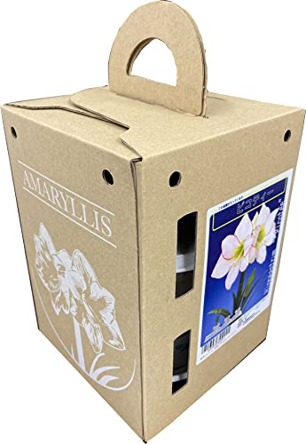 ポットアマリリス『ピコティー』(アマリリス球根栽培セット)