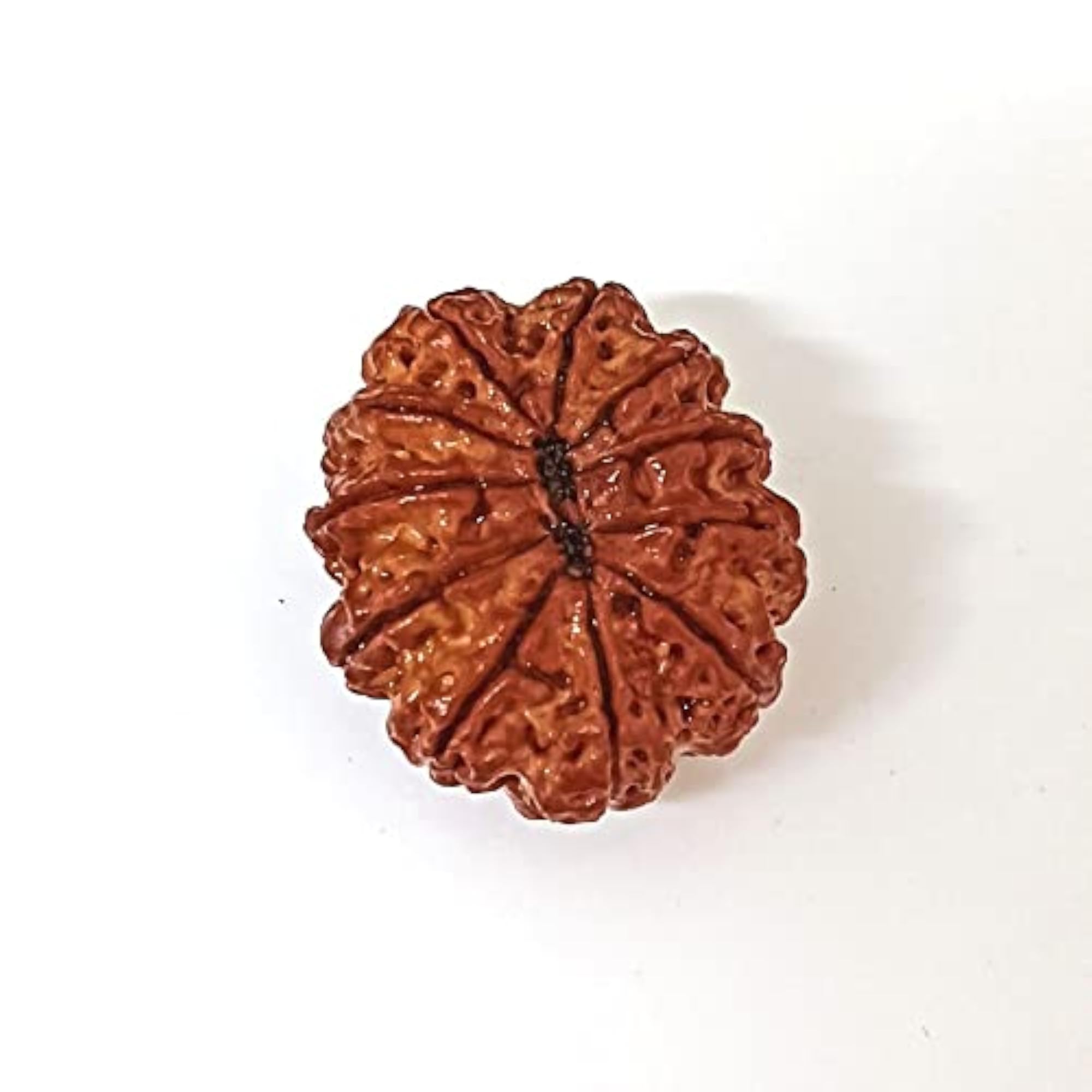 Natural 11 Mukhi Eleven Faced Nepali Rudraksh