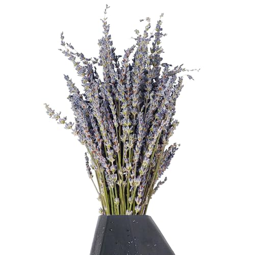 Lavanda Perfumada Natural para Aromaterapia: Flores De Lavanda Secas Orgánicas para La Fabricación De Té, Jabón Y Velas, Botones De Lavanda Recién Cosechados