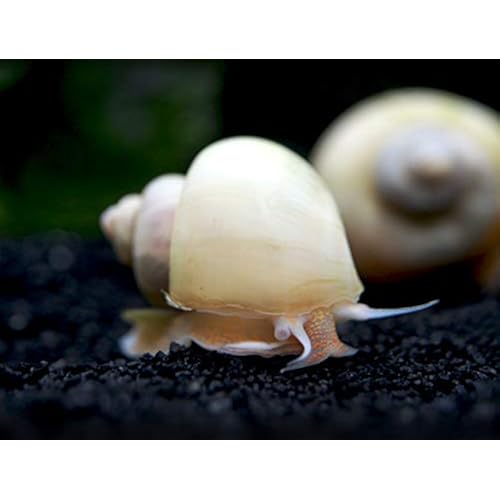 Aquatic Arts 5 Live Ivory Mystery Snails for Freshwater Aquarium | Real Living Glass Fish Tank Clearer | Nano Pets | Natural Decorations