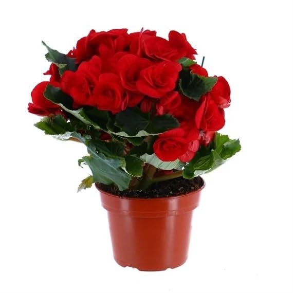 Begonia Red Houseplant - 14cm Pot (Live Plants)