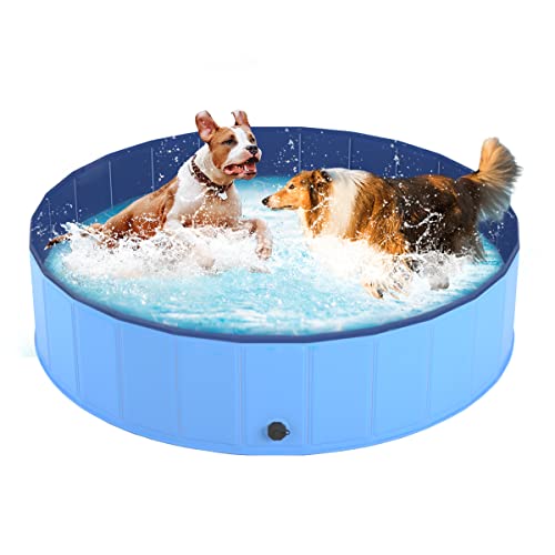 The Best Kiddie Pool For Dogs in 2024 Buyer’s Guide & Reviews