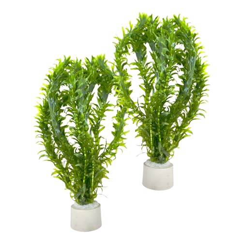 WASSERPFLANZEN WOLFF - Mit Keramik-Ring 2 Bunde Argentinische Wasserpest (Egeria densa) Schnellwachsende Sauerstoffpflanze & Algenstopp für Aquarium Kaltwasser & Warmwasser