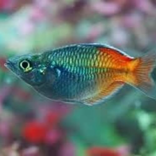 C&aacute; cầu vồng ki&ecirc;u ngạo