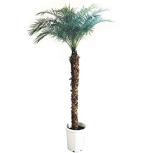 Amazon｜フェニックス ロベレニー 大鉢 ヤシの木 観葉植物 インテリア
