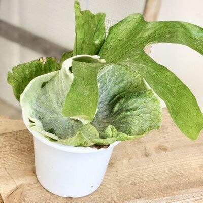 Amazon Co Jp 観葉植物 ビカクシダ コウモリラン グランデ プラポット ホーム キッチン