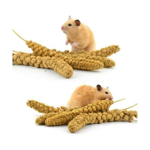 SIPW - Small Animal Hamster Millet Sprays Sprigs (5 x Sprays of Millet) Cover