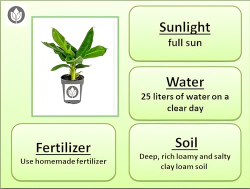 Oxiflora® Original KARPOORAVALLI BANANA PLANT (1 Healthy Live Fruit Plant) In Nursery Grow Pot for home Garden|No Tissue Culture