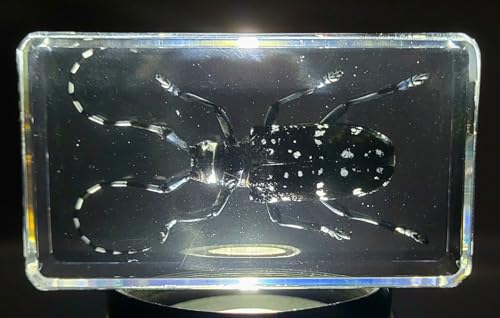 Image of 2.9 inch Real Citrus Long-Horned Beetle in Crystal Clear Lucite Resin Paperweight Specimen Preserved Anoplophora Chinensis Insect Taxidermy Collection for Biology Science Education Display Supplies