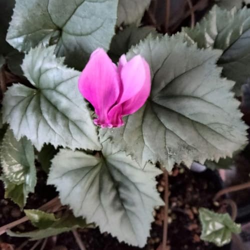 原種シクラメン ヘデリフォリウム シルバーリーフ 濃色花 種子10粒のサムネイル